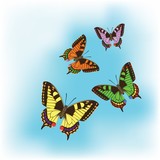 Set of different colourful butterflies