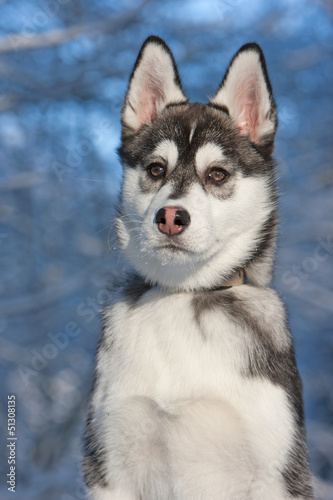 Obraz na płótnie Siberian Husky in the snow w salonie