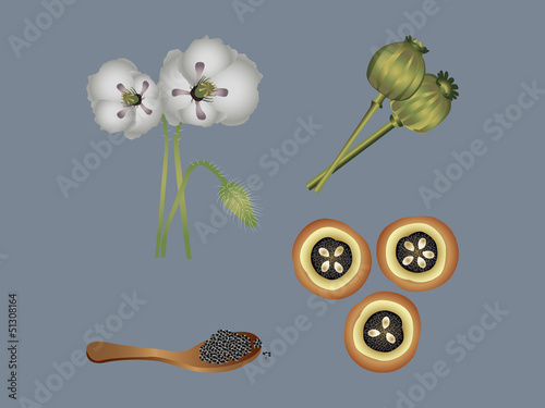 Opium poppy