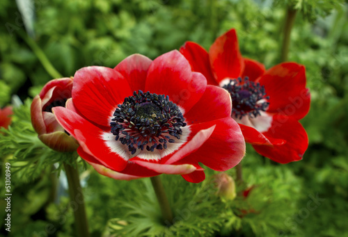Canvas Print Red anemone flowers close-up.