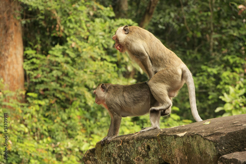 Long-tailed macaques mating