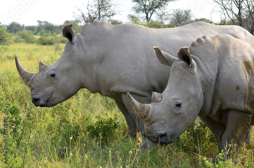 close up of rhino in Khama reserve Botswana