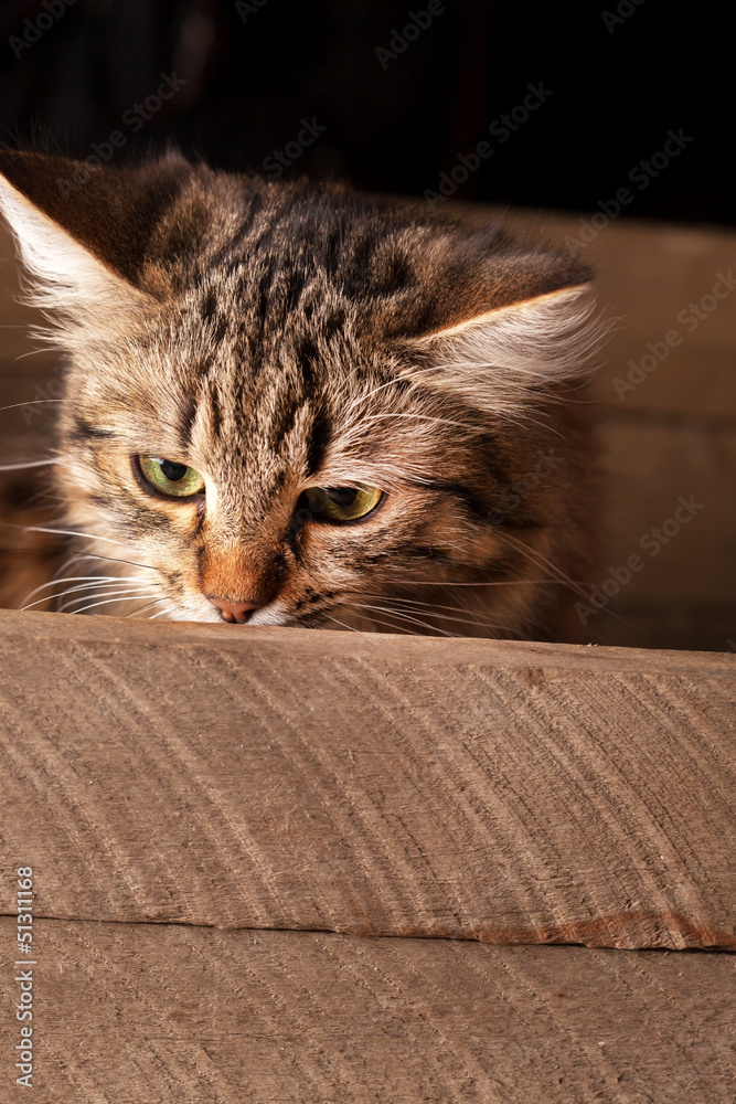 Obraz premium nice cat