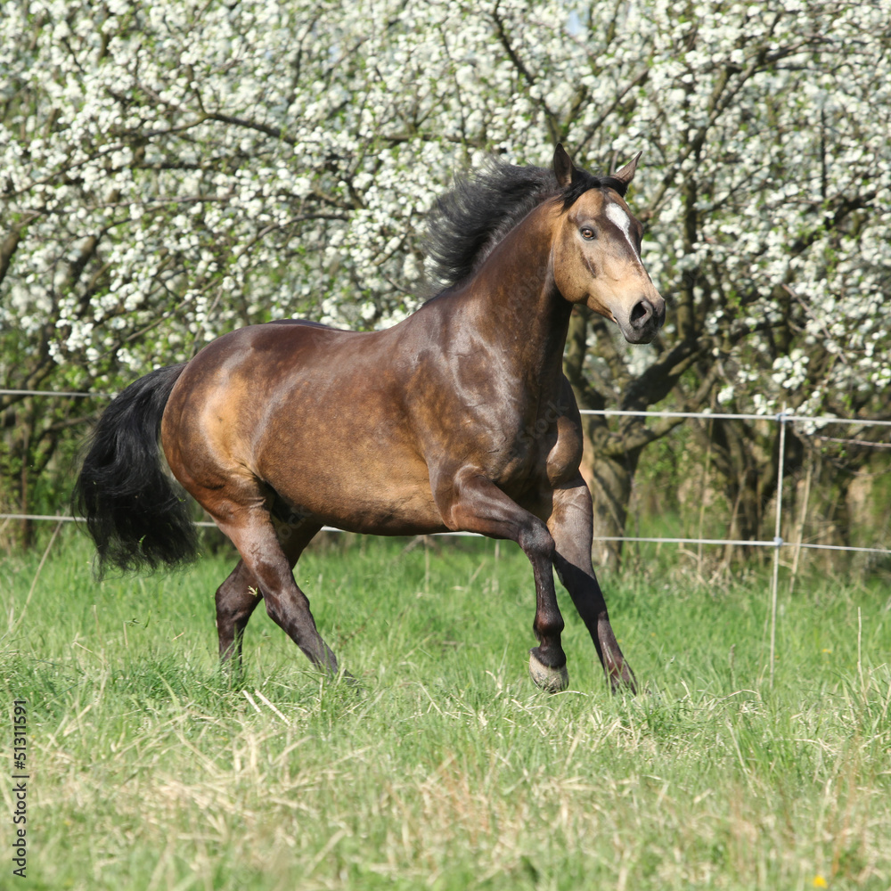 Quarter horse running in front of flowering trees Quarter horse running in front of flowering trees