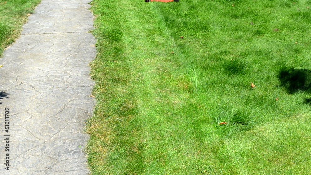 fast man in shorts flip-flop shoes mower cut grass stone path fast man in shorts flip-flop shoes mower cut grass stone path