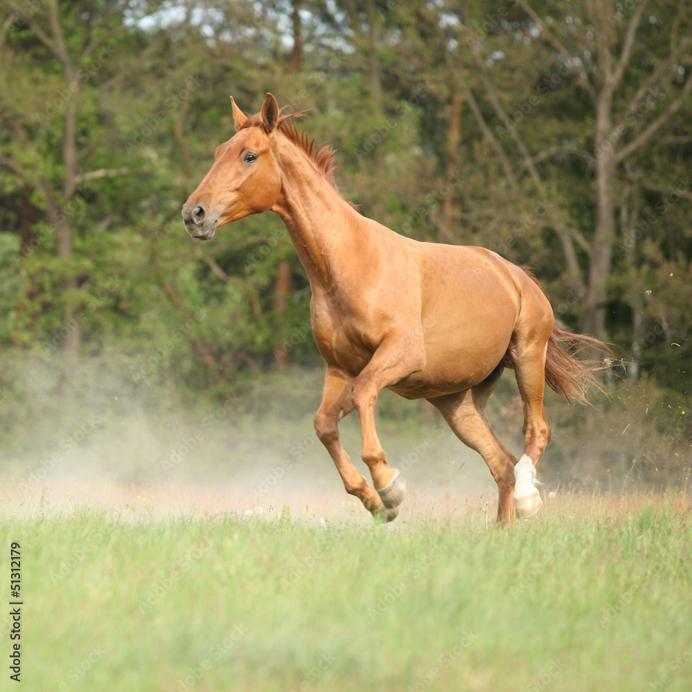 Nice chestnut horse running in freedom and making the dust Nice chestnut horse running in freedom and making the dust