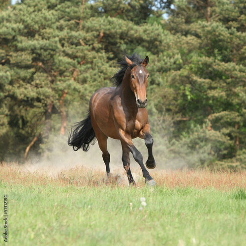 Brown horse running and making some dust in front of the forest