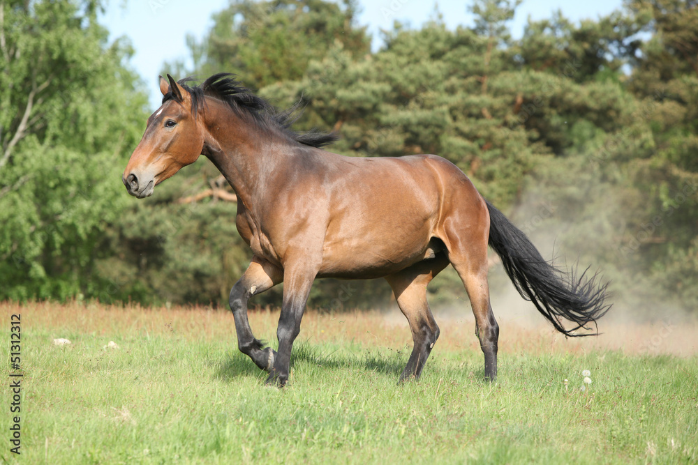 Brown horse running and making some dust in front of the forest