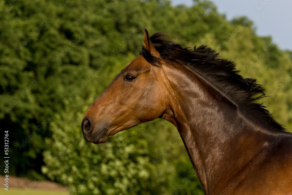 Obraz premium Hannoveraner Stute