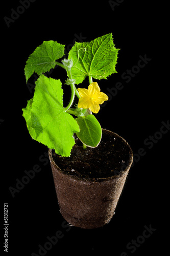 cucumber plant blooming