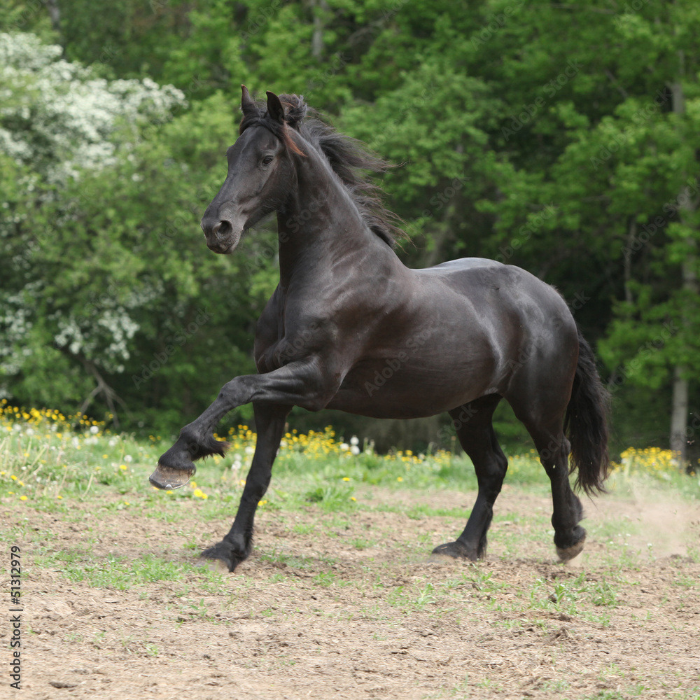 Friesian horse running in yellow flowers on pasturage Friesian horse running in yellow flowers on pasturage