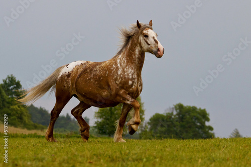 Appaloosa Mischling