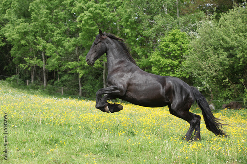 Friesian horse jumping in yellow flowers on pasturage #51312957