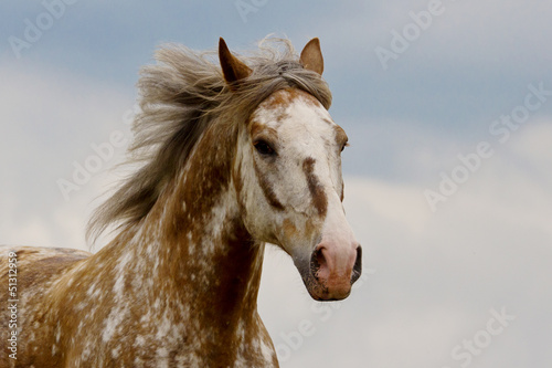 Foto Appaloosa Mischling