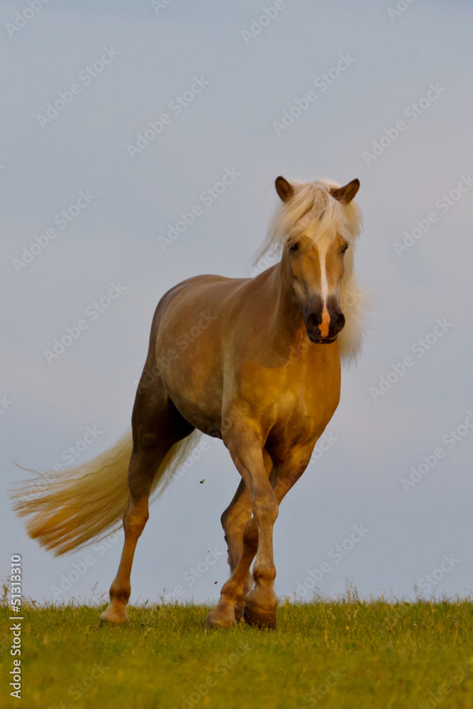 Obraz premium Haflinger