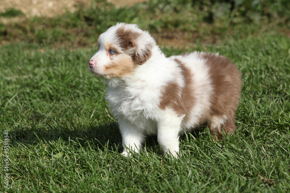 Nice little puppy standing on the grass