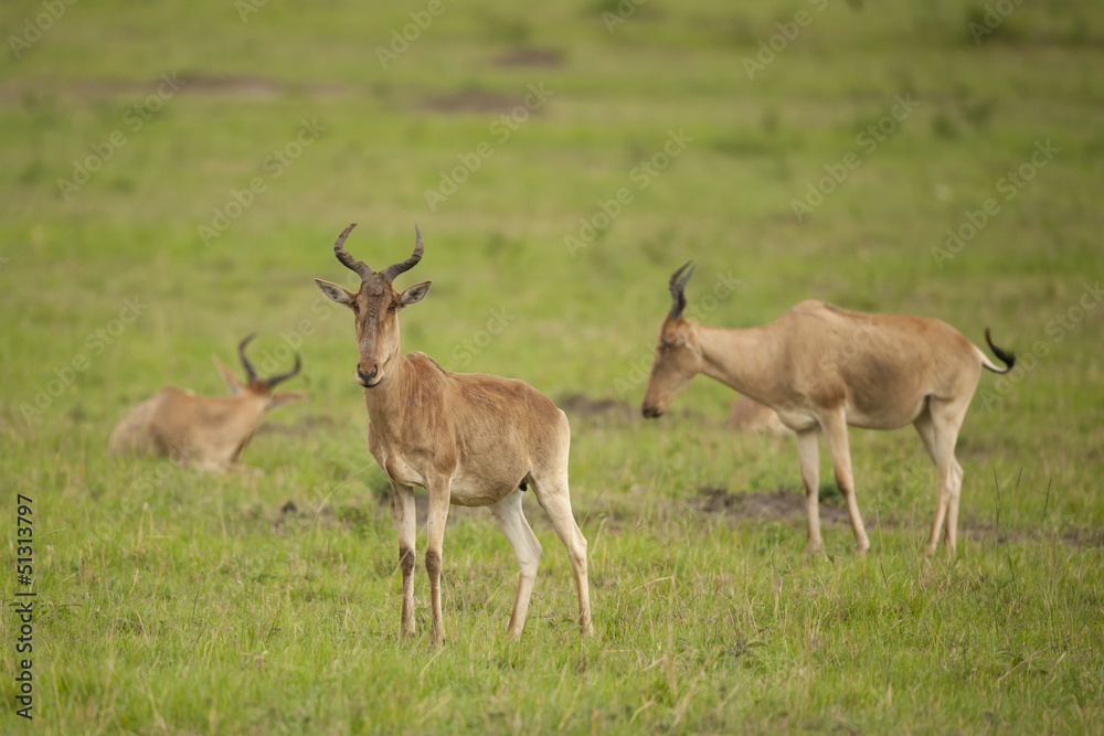 Hartebeest in the Savannah Hartebeest in the Savannah