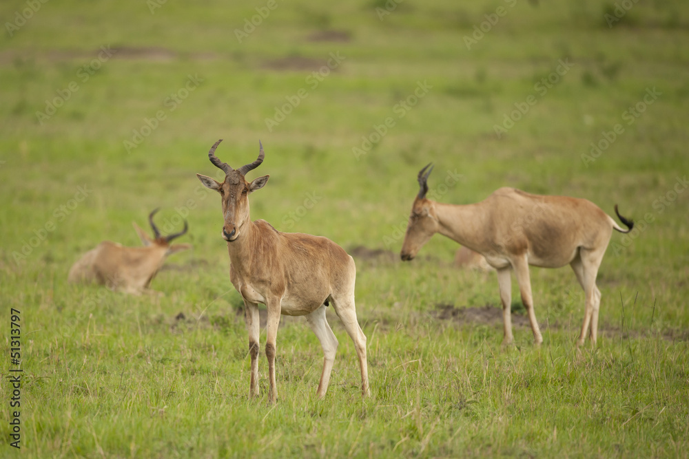 Hartebeest in the Savannah