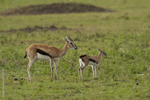 Gazelle with its Cub n the Savannah