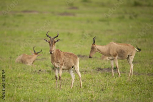 Hartebeest in the Savannah