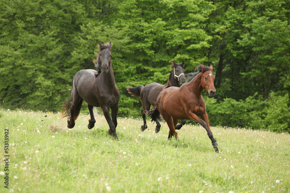 Fototapeta premium Two black and one brown horses running in nature