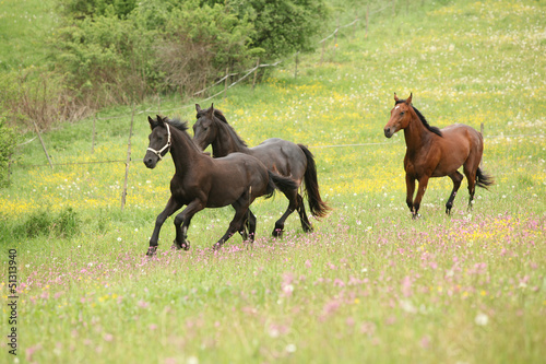 Two black and one brown horses running in pink flowers