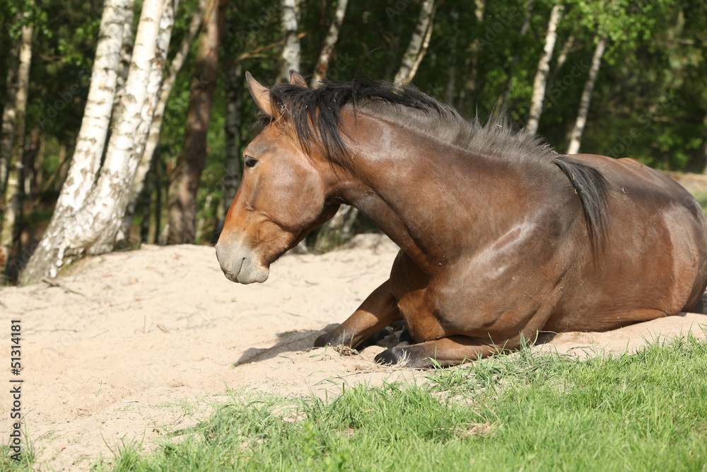 Fototapeta premium Brown horse rolling in the sand in hot summer