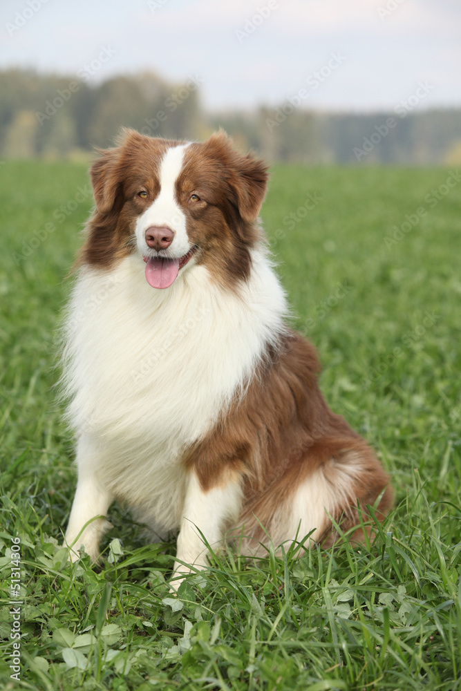 Beautiful australian shepherd in nature