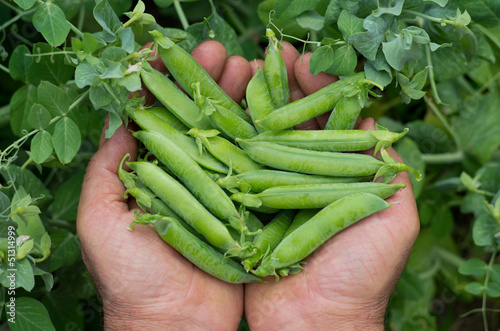 freshly picked peas