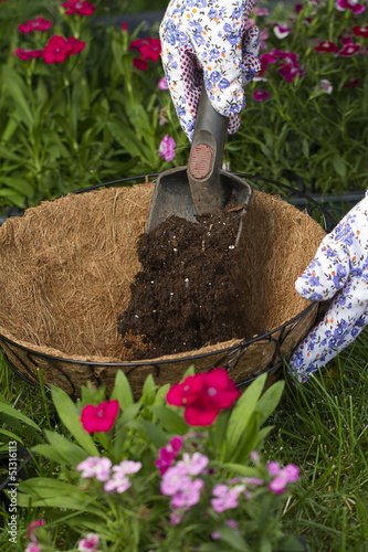 Fototapeta Naklejka Na Ścianę i Meble -  a gardener is filling up a hanging basket with potting soil
