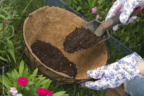 Fototapeta Naklejka Na Ścianę i Meble -  a gardener is adding more potting soil