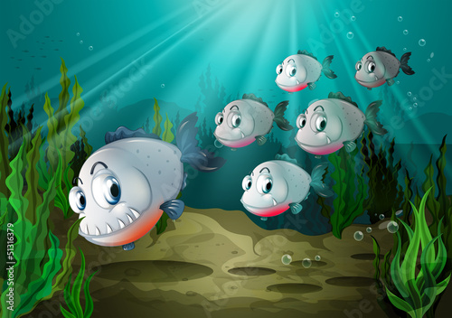 Six fishes with big fangs under the sea