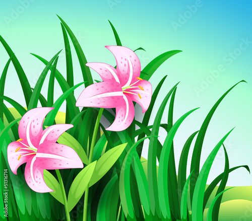 A garden at the hill with two blooming pink flowers