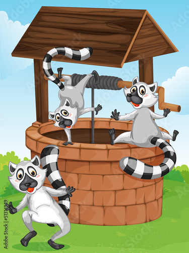 Three lemurs at the man-made well