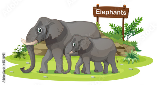 Two elephants near the signboard