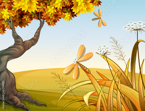 Dragon flies in the autumn hill