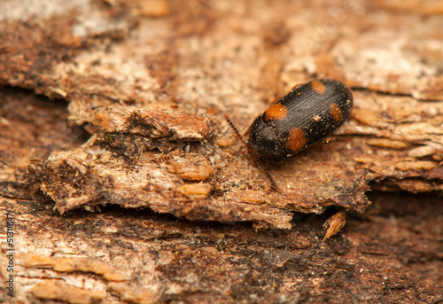  Mycetophagus quadripustulatus photo