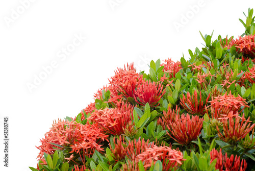 Ixora  flower isolated on white background