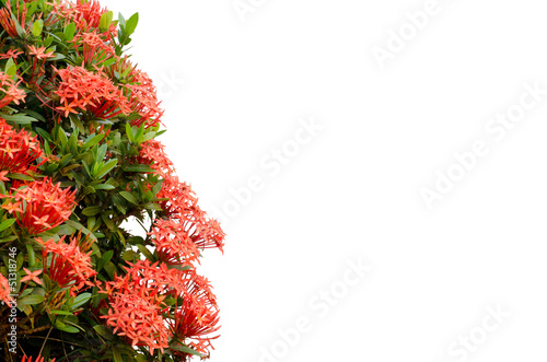 Fototapeta Naklejka Na Ścianę i Meble -  Ixora  flower isolated on white background