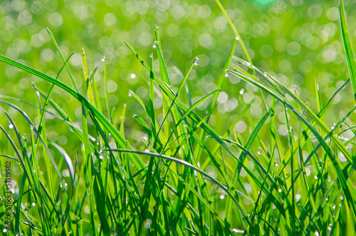 grass with dew