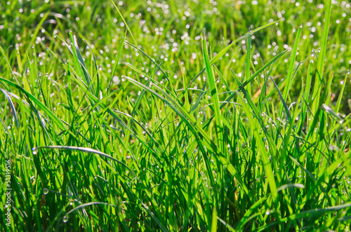 Tableau sur toile grass with dew