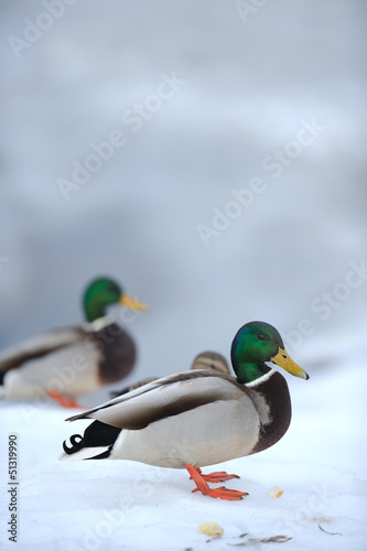 Mallard Ducks on Snow in Winter