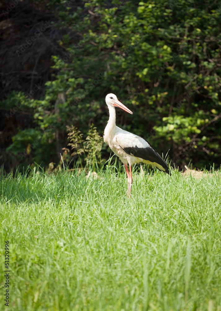 Fototapeta premium stork at spring