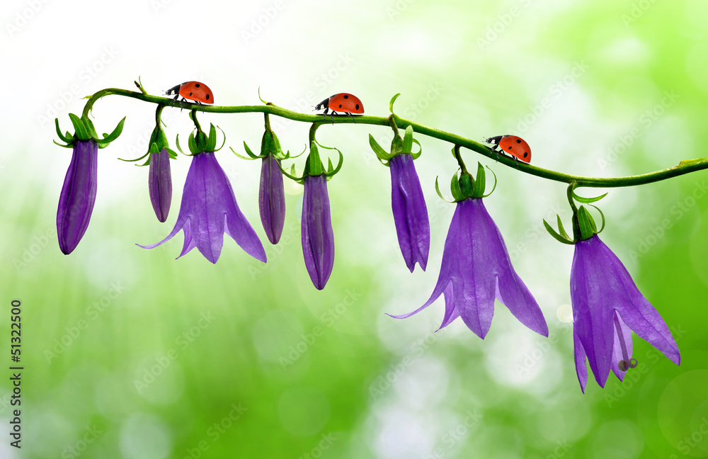 Fototapeta premium bell flowers with ladybug