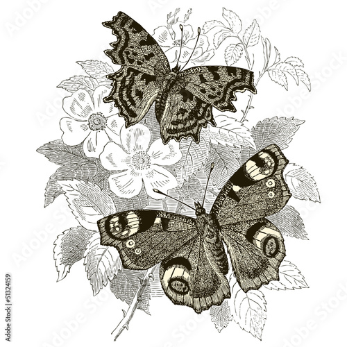Peacock & Gamma Butterflies