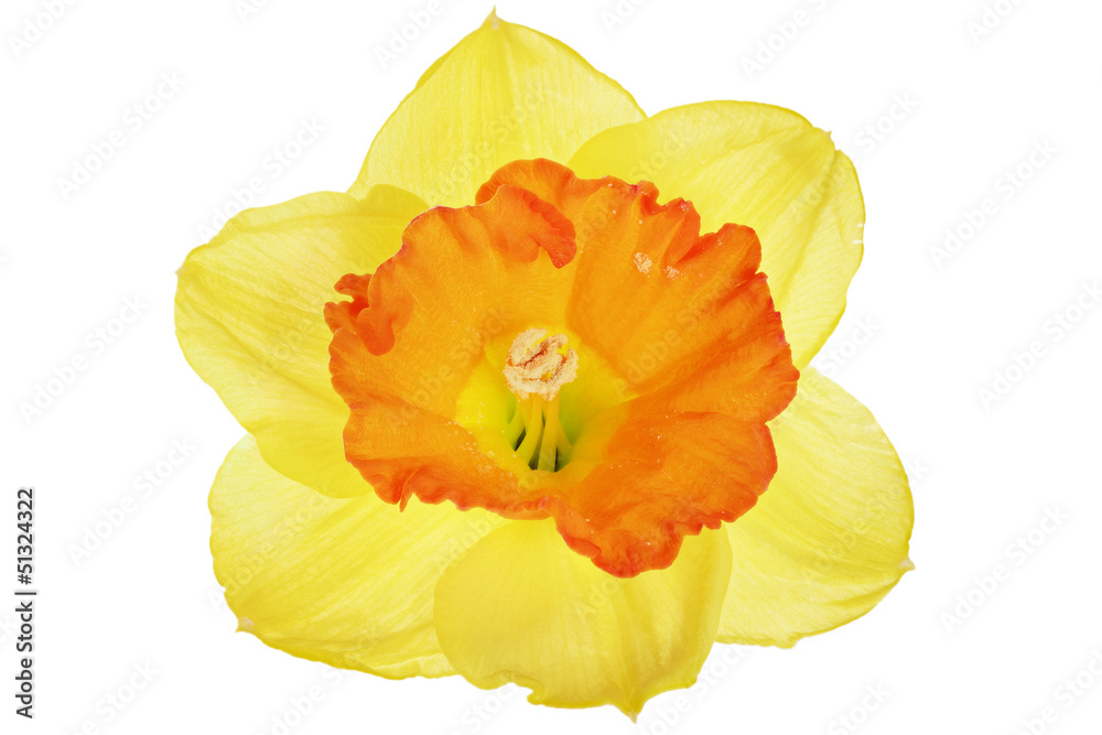 .Beautiful spring single flower: orange narcissus (Daffodil). .