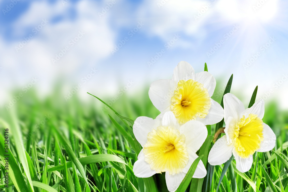 Beautiful spring flowers : narcissus (Daffodil). Beautiful spring flowers : narcissus (Daffodil).