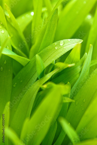 Spring grass with water drops