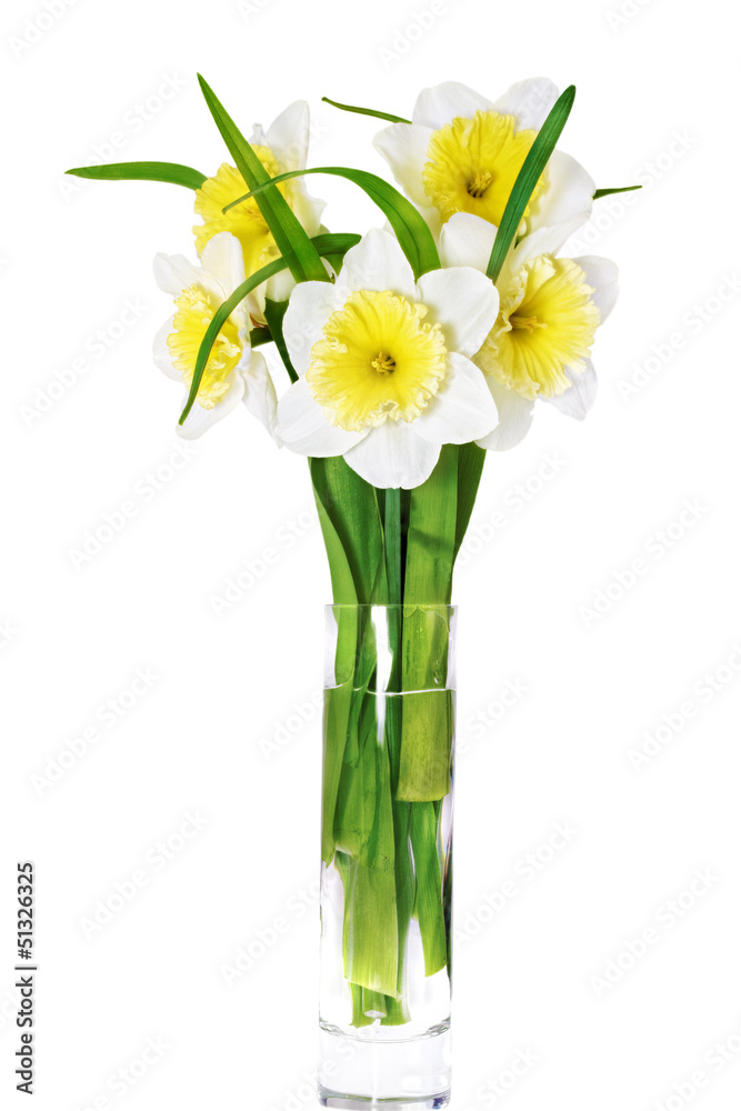 .Beautiful spring flower narcissus (Daffodil). . .Beautiful spring flower narcissus (Daffodil). .