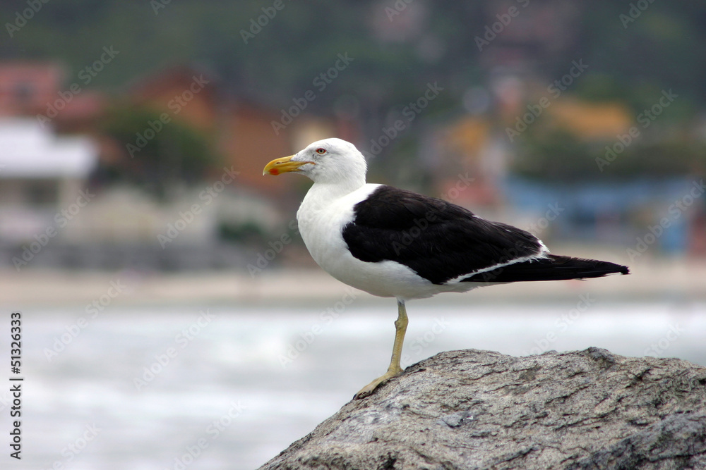 Seagull on the rock Seagull on the rock